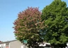 Kép 4/4 - Robinia pseudoacacia Casque Rouge / Sötétrózsaszín virágú akác