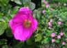Kép 1/2 - Rosa rugosa Rubra / Japán rózsa