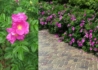 Kép 2/2 - Rosa rugosa Rubra / Japán rózsa