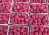 Kép 1/4 - Raspberry Rubus Idaeus Polka / Polka málna