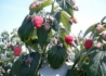 Kép 2/4 - Rubus Idaeus Polka Raspberry / Polka málna