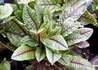 Kép 2/2 - Rumex sanguineus Ruby Streak / Díszsóska, Vérsóska