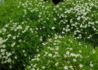 Kép 1/4 - Sagina subulata / Csillagmoha Szálkás zöldhúr
