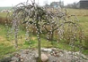 Kép 1/3 - Salix Caprea Pendula / Barkafűz Csüngő Barka