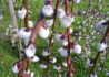 Kép 2/3 - Salix Caprea Pendula / Barkafűz Csüngő Barka