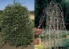 Kép 3/3 - Salix Caprea Pendula / Barkafűz Csüngő Barka
