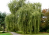 Kép 1/3 - Salix alba Tristis / Szomorúfűz