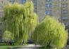 Kép 2/3 - Salix alba Tristis / Szomorúfűz