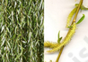 Kép 3/3 - Salix alba Tristis / Szomorúfűz