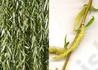Kép 3/3 - Salix alba Tristis / Szomorúfűz