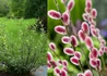 Kép 1/3 - Salix gracilistyla Mount Aso / Rózsaszín barkafűz