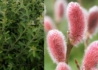 Kép 2/3 - Salix gracilistyla Mount Aso / Rózsaszín barkafűz