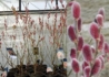 Kép 3/3 - Salix gracilistyla Mount Aso / Rózsaszín barkafűz