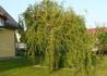 Kép 2/4 - Salix matsudana Tortuosa / Spirálfűz