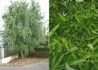 Kép 4/4 - Salix matsudana Tortuosa / Spirálfűz