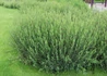 Kép 1/4 - Salix purpurea Gracilis / Uráli csigolyafűz