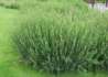 Kép 1/4 - Salix purpurea Gracilis / Uráli csigolyafűz
