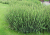 Kép 1/4 - Salix purpurea Gracilis / Uráli csigolyafűz