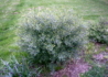 Kép 2/4 - Salix purpurea Gracilis / Uráli csigolyafűz