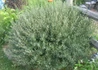 Kép 3/4 - Salix purpurea Gracilis / Uráli csigolyafűz