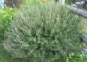Kép 3/4 - Salix purpurea Gracilis / Uráli csigolyafűz