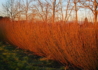 Kép 4/4 - Salix purpurea Gracilis / Uráli csigolyafűz