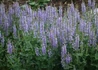 Kép 1/2 - Salvia nemorosa Midnight Purple / Ligeti zsálya lila virágú