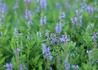 Kép 2/2 - Salvia nemorosa Heaven in Blue / Ligeti zsálya kék virágú