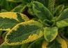 Kép 1/5 - Salvia officinalis Goldblatt / Aranytarka lombú orvosi zsálya