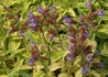 Kép 5/5 - Salvia officinalis Goldblatt / Aranytarka lombú orvosi zsálya