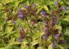Kép 5/5 - Salvia officinalis Goldblatt / Aranytarka lombú orvosi zsálya