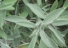 Kép 1/4 - Salvia officinalis / Orvosi zsálya