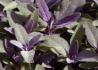 Kép 1/4 - Salvia officinalis Purpurascens / Bordó levelű orvosi zsálya