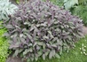 Kép 2/4 - Salvia officinalis Purpurascens / Bordó levelű orvosi zsálya