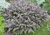 Kép 2/4 - Salvia officinalis Purpurascens / Bordó levelű orvosi zsálya