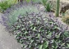 Kép 3/4 - Salvia officinalis Purpurascens / Bordó levelű orvosi zsálya