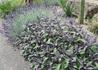 Kép 3/4 - Salvia officinalis Purpurascens / Bordó levelű orvosi zsálya