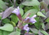 Kép 4/4 - Salvia officinalis Purpurascens / Bordó levelű orvosi zsálya