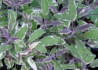 Kép 1/4 - Salvia officinalis Tricolor / Tarkalevelű orvosi zsálya