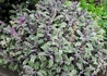 Kép 3/4 - Salvia officinalis Tricolor / Tarkalevelű orvosi zsálya