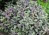 Kép 3/4 - Salvia officinalis Tricolor / Tarkalevelű orvosi zsálya