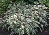 Kép 4/4 - Salvia officinalis Tricolor / Tarkalevelű orvosi zsálya