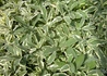 Kép 3/4 - Salvia officinalis Creme dela creme / Fehértarka orvosi zsálya