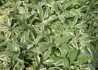 Kép 3/4 - Salvia officinalis Creme dela creme / Fehértarka orvosi zsálya