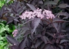 Kép 1/3 - Sambucus Nigra Black Beauty / Bordó levelű bodza