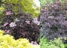 Kép 2/3 - Sambucus Nigra Black Beauty / Bordó levelű bodza