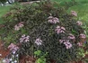 Kép 3/3 - Sambucus Nigra Black Beauty / Bordó levelű bodza
