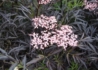 Kép 1/4 - Sambucus Nigra Black Lace / Szeldelt bordó levelű bodza