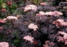 Kép 2/4 - Sambucus Nigra Black Lace / Szeldelt bordó levelű bodza
