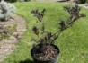 Kép 4/4 - Sambucus Nigra Black Lace / Szeldelt bordó levelű bodza